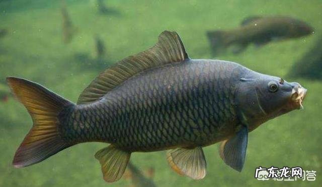 野外钓鱼时,水面上会有大鲤鱼跳出水面,这种鲤鱼能钓到吗?怎么钓?