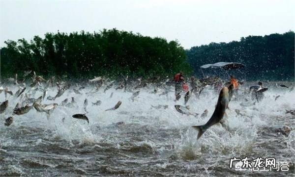 野外钓鱼时,水面上会有大鲤鱼跳出水面,这种鲤鱼能钓到吗?怎么钓?