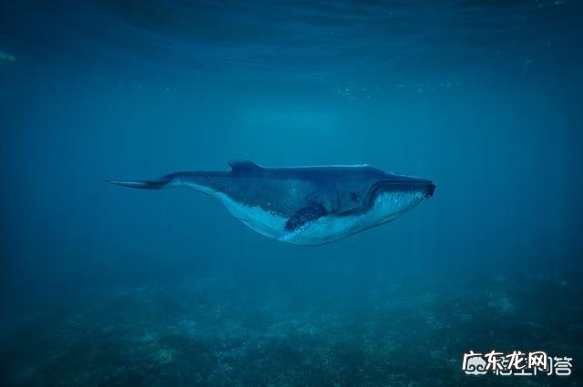 为什么海洋中体型最大的是后进入海洋进化的脊椎动物,而不是一开始就在海洋中无脊椎动物?