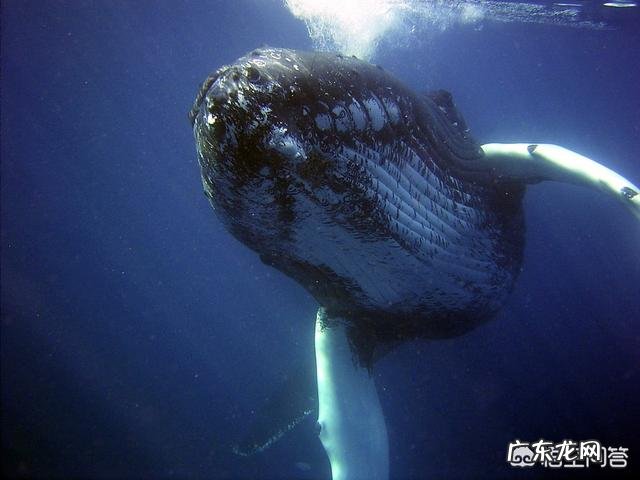为什么海洋中体型最大的是后进入海洋进化的脊椎动物,而不是一开始就在海洋中无脊椎动物?