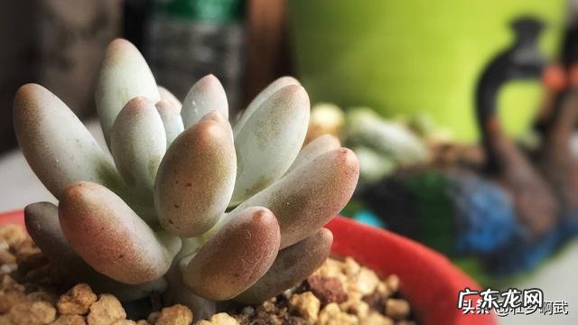 服盆期的多肉为啥有的多肉叶片消耗,而有的多肉叶片一直没消耗?