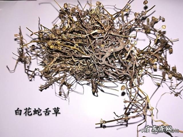 白花蛇舌草的作用是怎样的？