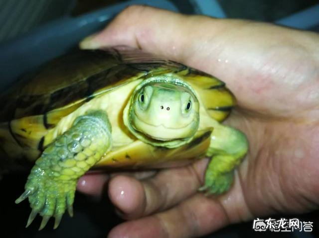 怎么喂乌龟？天天喂还是隔几天喂？