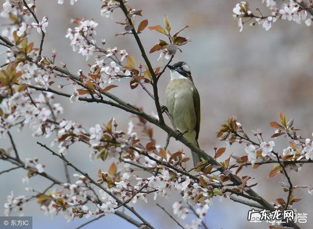 “春分有雨是丰田，春分无雨是空年”是什么意思？春分后还会冷吗？