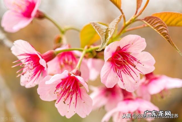 明明都是婆媳大战都是女人为难女人，男人怎么成了罪魁祸首了呢？