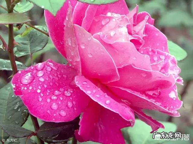 为什么思念一个人会那么痛苦?