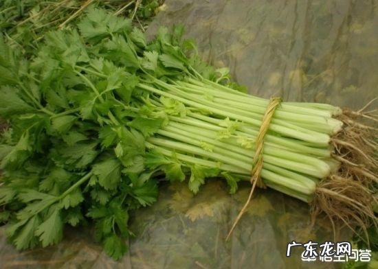 哪些食物会让你越吃越黑?