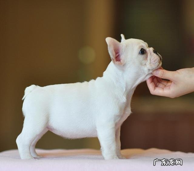 如何分辨法斗幼犬的优劣?