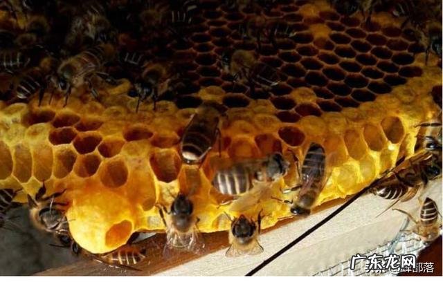 处女蜂王出房后可以囚笼吗?