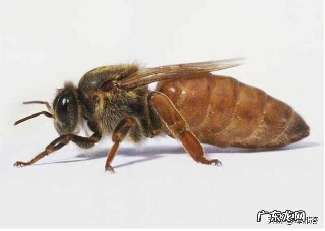 处女蜂王出房后可以囚笼吗?