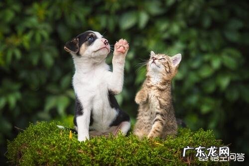 三个月狗拉稀吃什么药,3个月的狗狗拉肚子吃什么药?