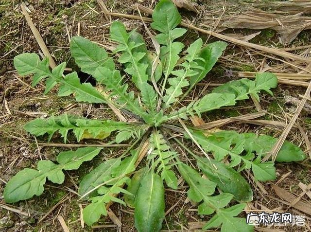 南方有什么好吃的野菜吗?