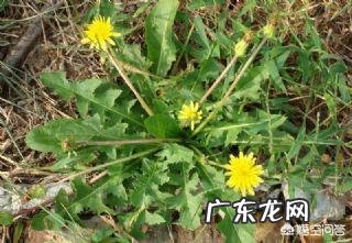 南方有什么好吃的野菜吗?