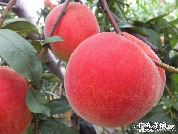 立秋将至你有哪些好的诗词赞美秋景?