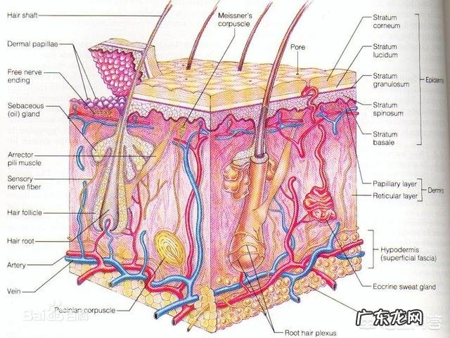 中老年女性用哪种玉兰油护肤品好？