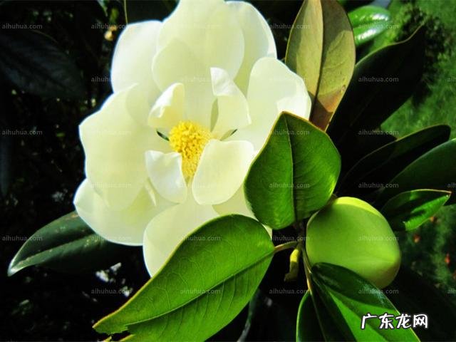 玉兰花功能是什么?哪位晓得?