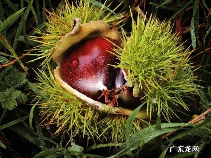 板栗的营养价值有哪些 板栗的营养价值成分