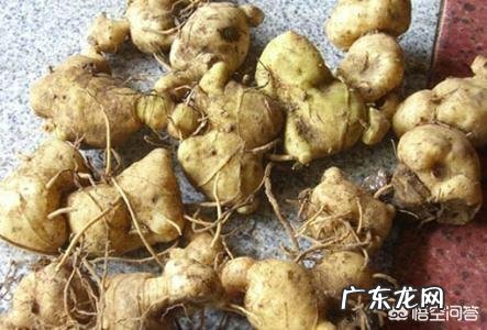 中药配什么食谱养生?