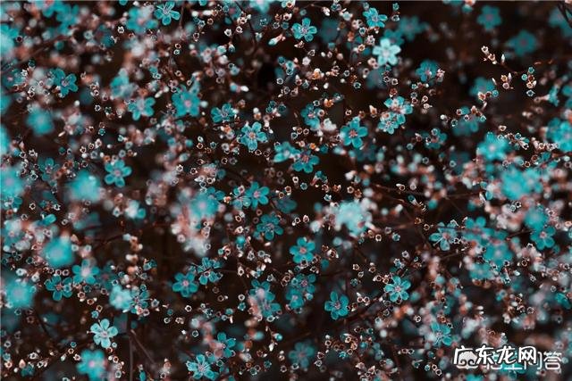 拍花朵有哪些构图技巧?