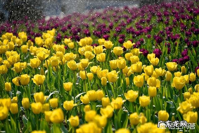 拍花朵有哪些构图技巧?