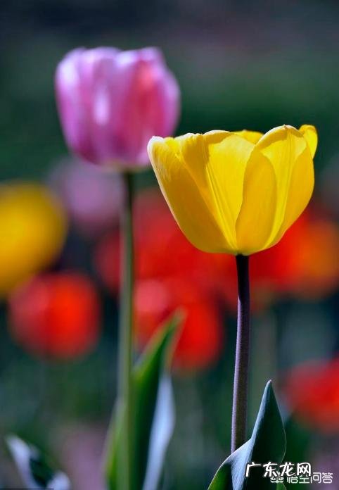 拍花朵有哪些构图技巧?