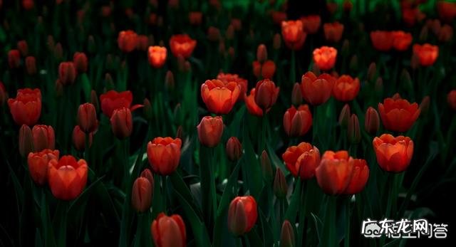 拍花朵有哪些构图技巧?