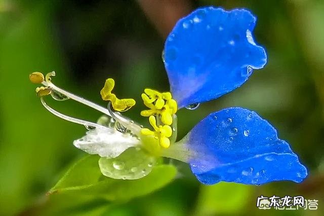 拍花朵有哪些构图技巧?