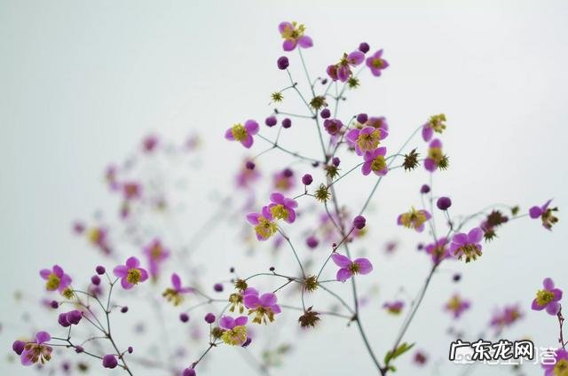 拍花朵有哪些构图技巧?