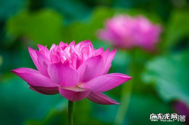 拍花朵有哪些构图技巧?