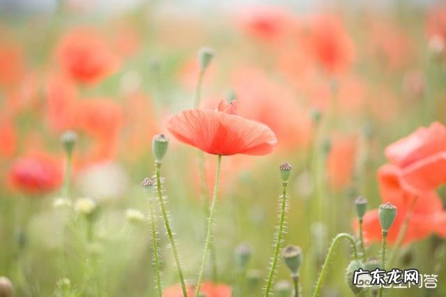 拍花朵有哪些构图技巧?