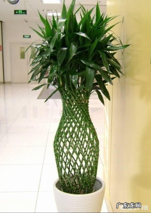 盆栽土培的富贵竹应该怎么养活?