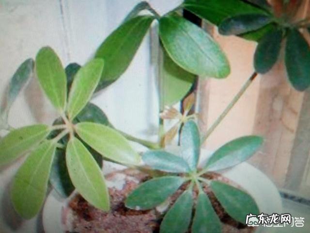 鸭脚木就一枝，要怎样扦插？