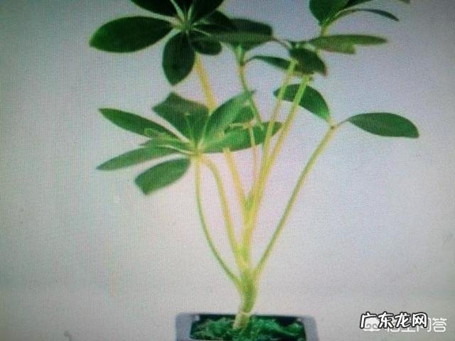 鸭脚木就一枝，要怎样扦插？