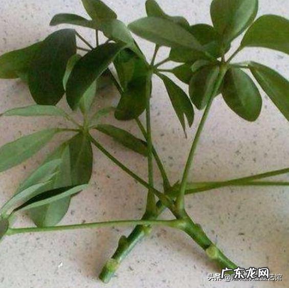 鸭脚木就一枝，要怎样扦插？