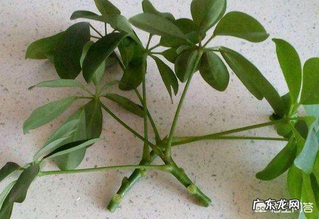 鸭脚木就一枝,要怎样扦插?