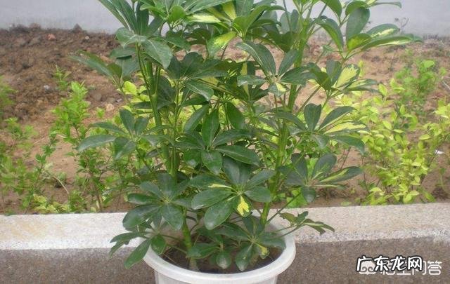 鸭脚木就一枝,要怎样扦插?