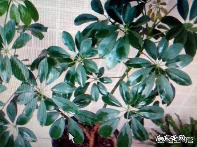 鸭脚木就一枝，要怎样扦插？