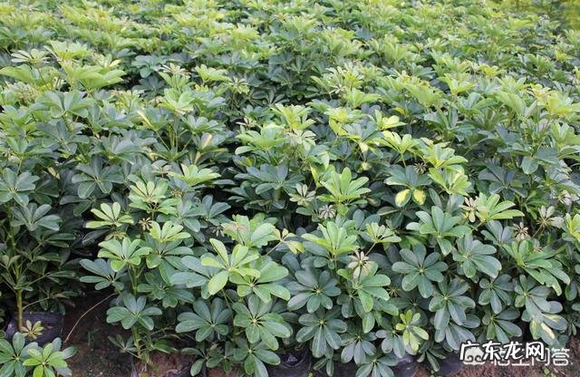 鸭脚木就一枝,要怎样扦插?