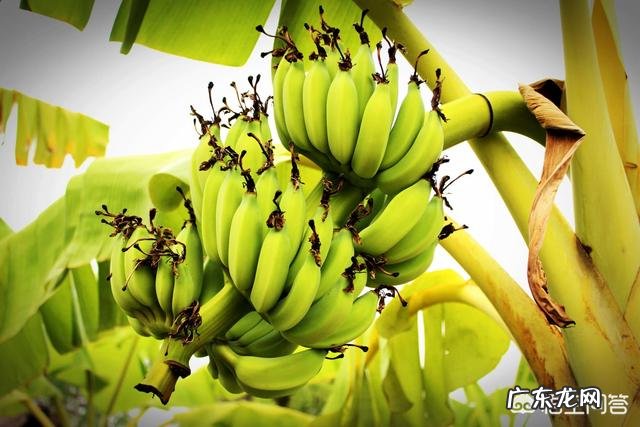 为什么有人说吃香蕉减肥,有人说吃香蕉会增肥?到底谁说的对?在减肥的我好迷茫?