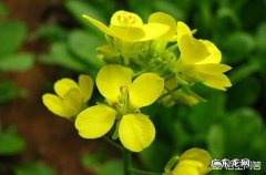 “芸薹”为何被称作胡菜呢？人们说它是油菜的一种，是真的吗？