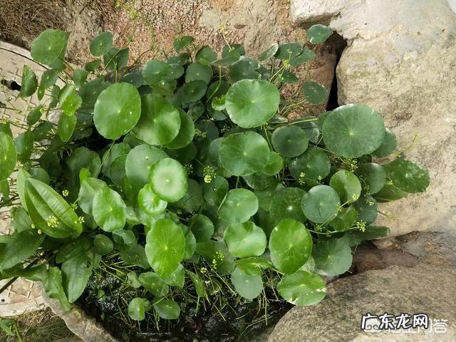 铜钱草应该如何修剪？