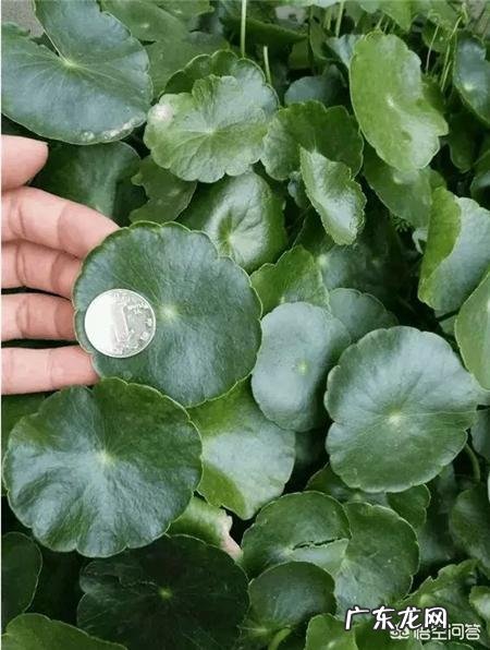 铜钱草应该如何修剪?