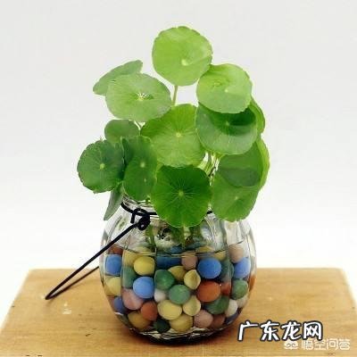 铜钱草应该如何修剪?