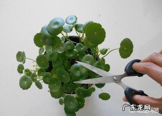 铜钱草应该如何修剪?