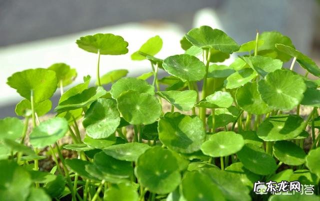 铜钱草应该如何修剪?