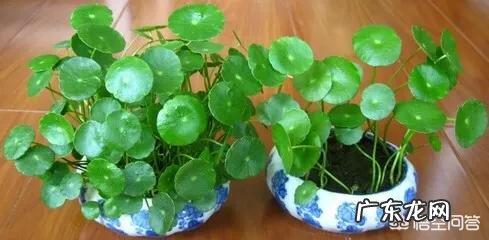 铜钱草应该如何修剪?