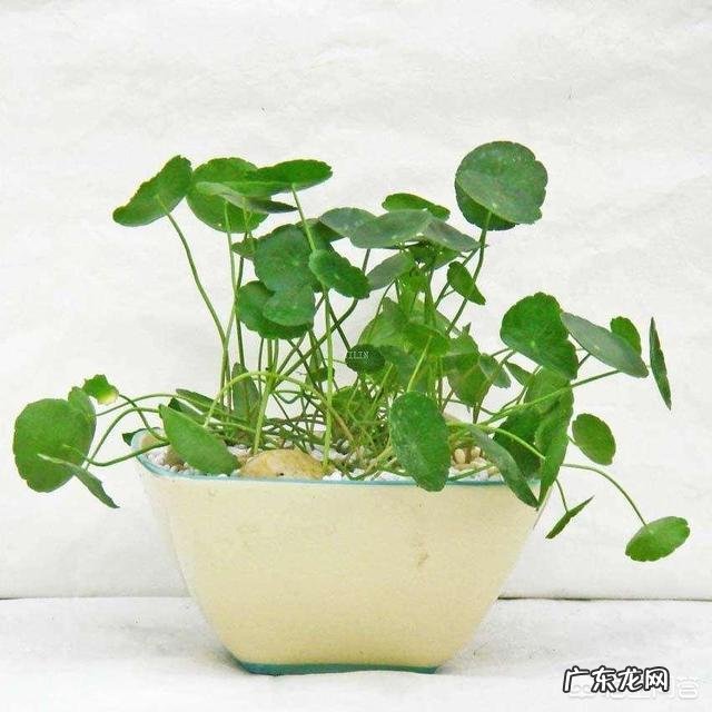 铜钱草应该如何修剪?