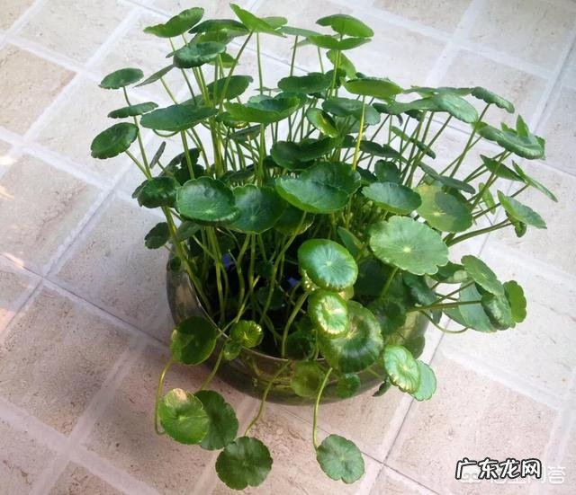 铜钱草应该如何修剪?