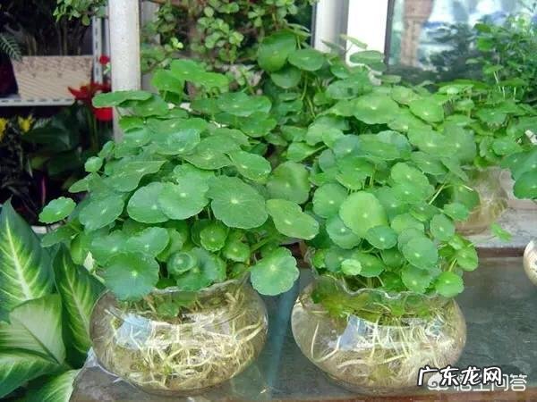 铜钱草应该如何修剪?