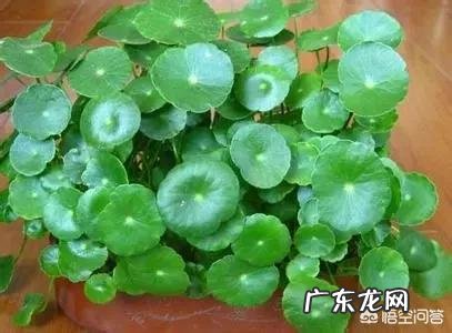 铜钱草应该如何修剪?